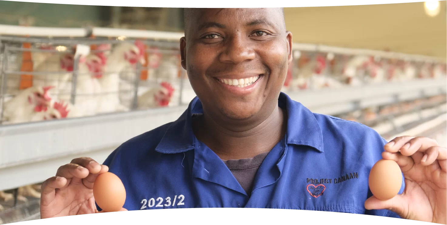 Chicken farming with eggs