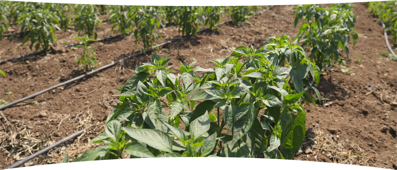 Crops in rows in field
